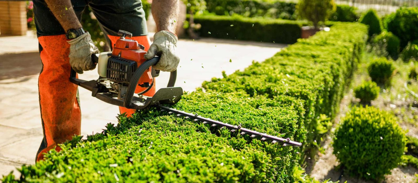 A landscaper is using a hedge trimmer to maintain the squared off shape of a bush.