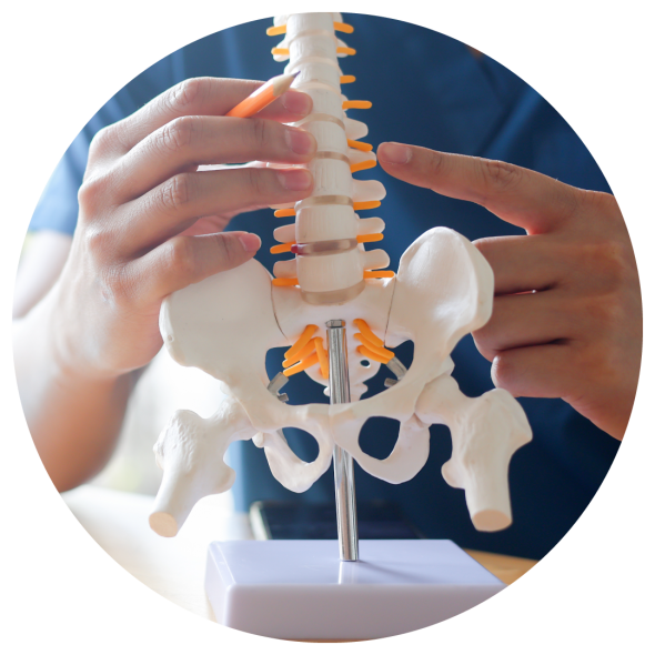 A chiropractor pointing at a spot on the spine of a skeletal model.